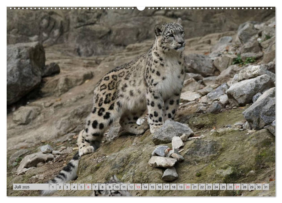 Schneeleoparden. Perfekte Raubkatzen-Schönheiten (CALVENDO Premium Wandkalender 2025)