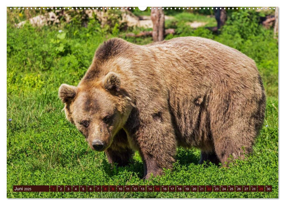 Bären. Kraftpakete auf leisen Sohlen (CALVENDO Premium Wandkalender 2025)