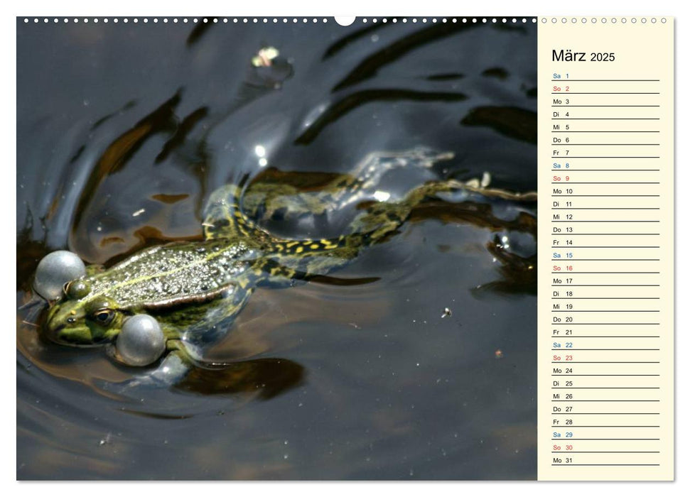 Faszination Gartenteich (CALVENDO Premium Wandkalender 2025)