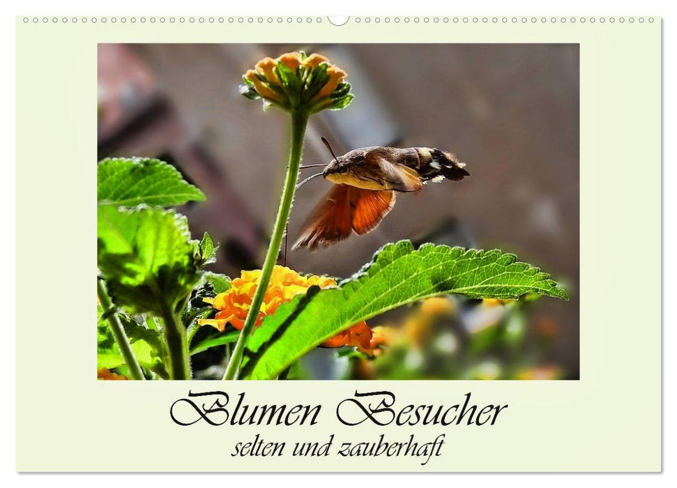 Blumen-Besucher - selten und zauberhaft (CALVENDO Wandkalender 2025)