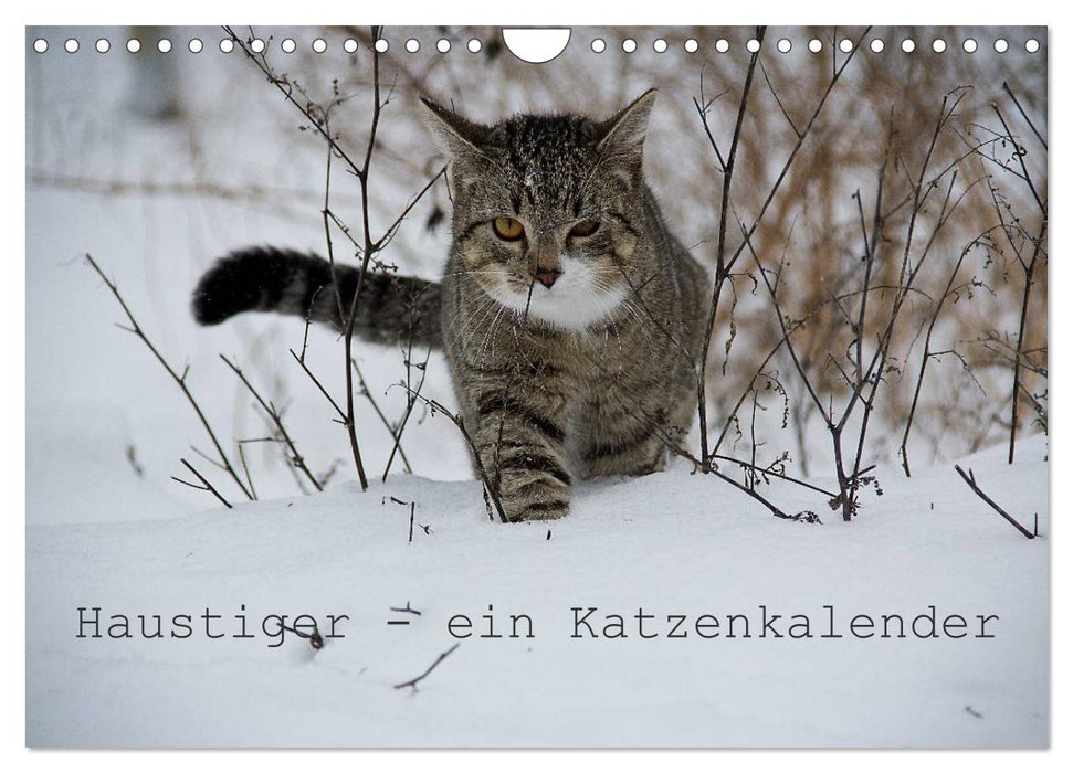 Haustiger - Ein Katzenkalender (CALVENDO Wandkalender 2025)