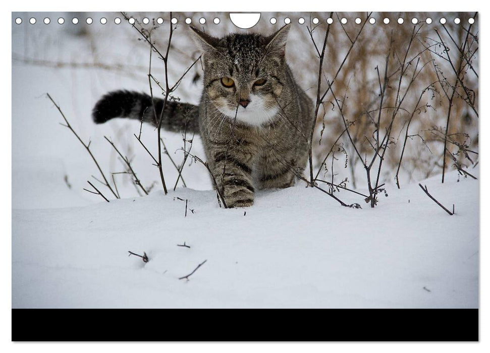 Haustiger - Ein Katzenkalender (CALVENDO Wandkalender 2025)