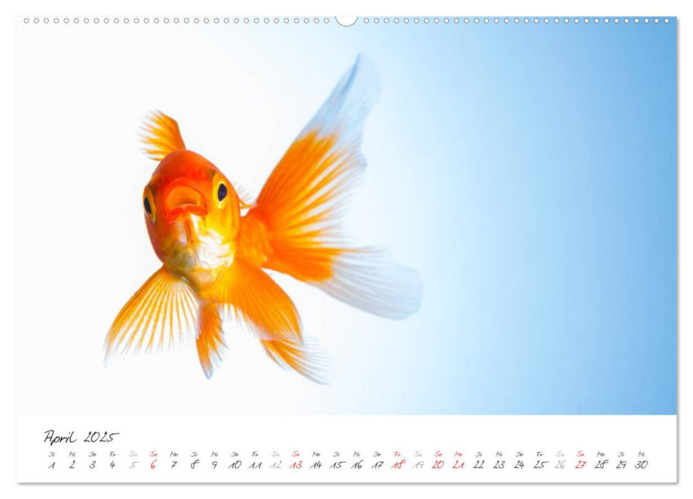 Goldy - mein Goldfisch (CALVENDO Premium Wandkalender 2025)