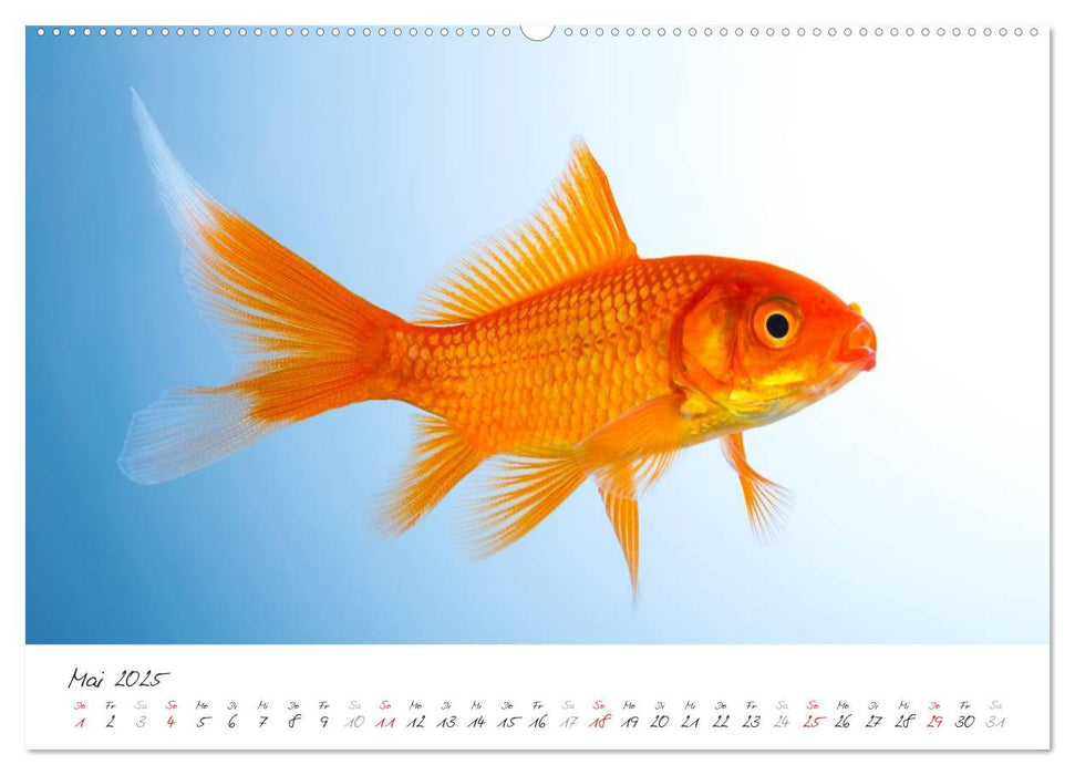 Goldy - mein Goldfisch (CALVENDO Premium Wandkalender 2025)