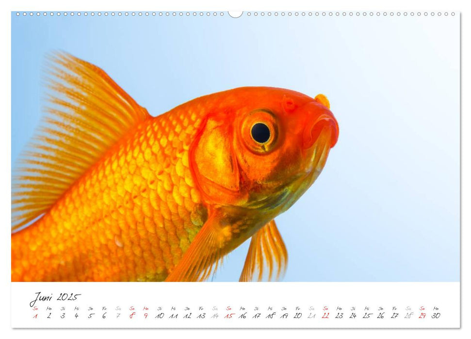 Goldy - mein Goldfisch (CALVENDO Premium Wandkalender 2025)