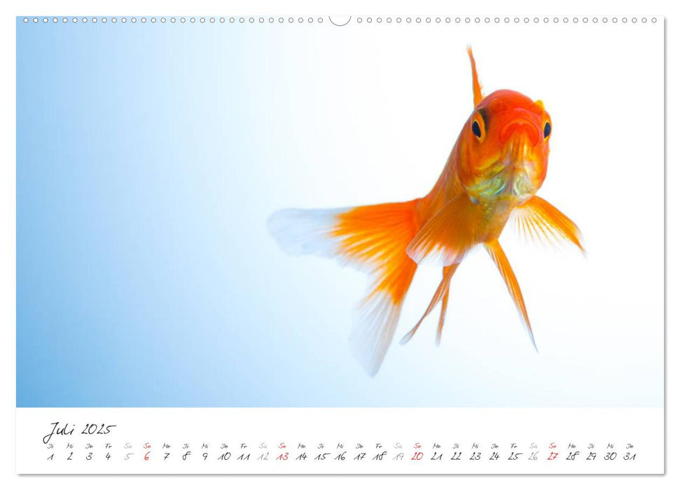 Goldy - mein Goldfisch (CALVENDO Premium Wandkalender 2025)