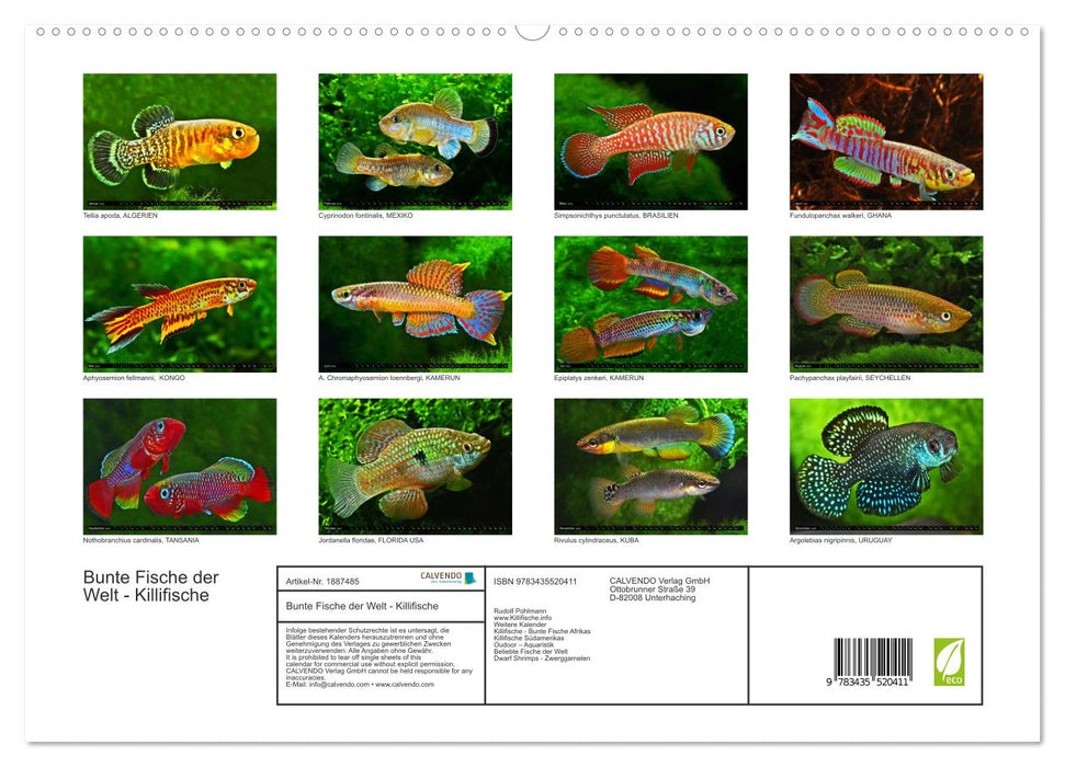 Bunte Fische der Welt - Killifische (CALVENDO Premium Wandkalender 2025)