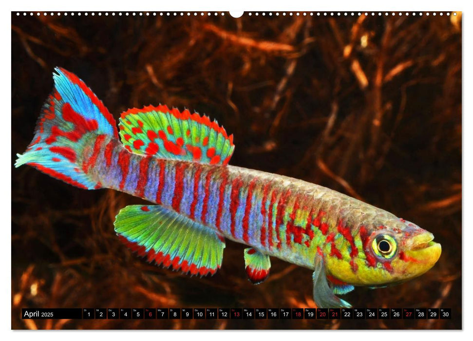 Bunte Fische der Welt - Killifische (CALVENDO Premium Wandkalender 2025)