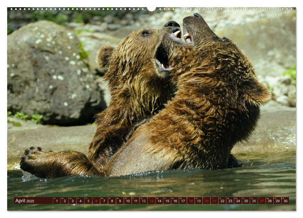 Bären. Unterwegs mit Meister Petz (CALVENDO Wandkalender 2025)