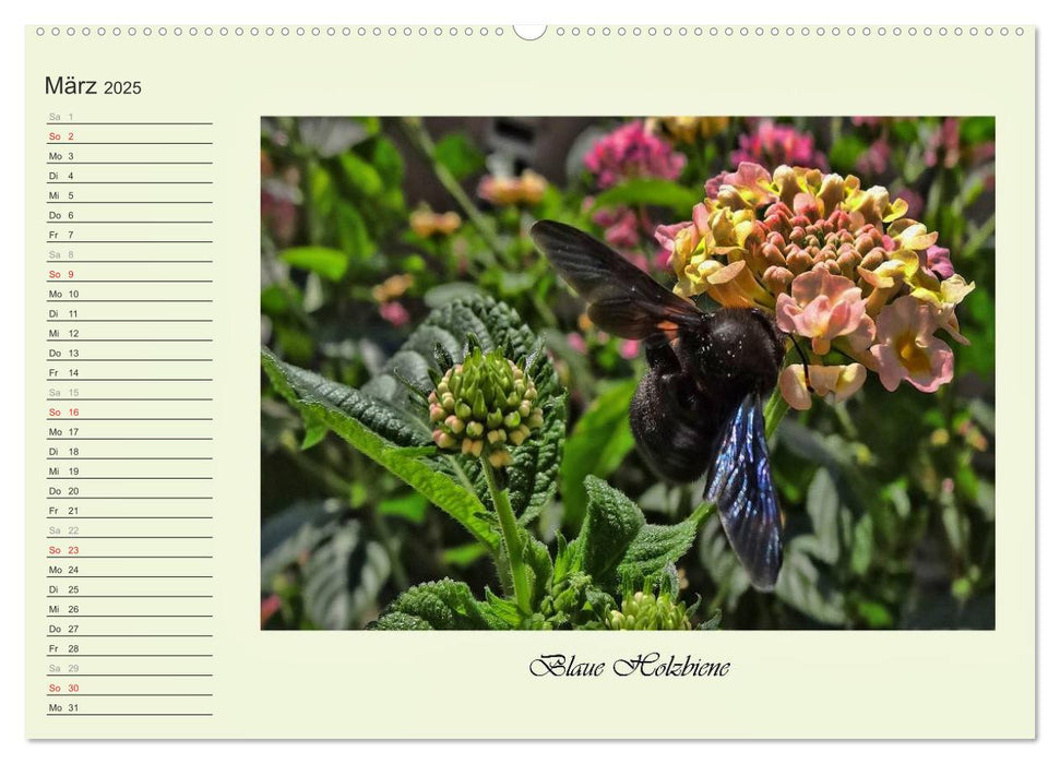 Blaue Holzbiene – Hummel – und Taubenschwänzchen. (CALVENDO Premium Wandkalender 2025)