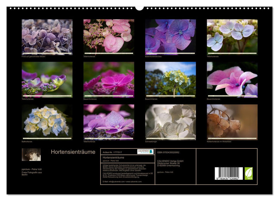 Hortensienträume (CALVENDO Premium Wandkalender 2025)