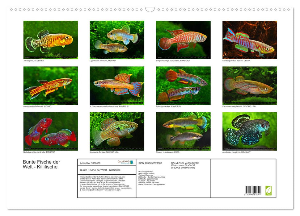 Bunte Fische der Welt - Killifische (CALVENDO Wandkalender 2025)