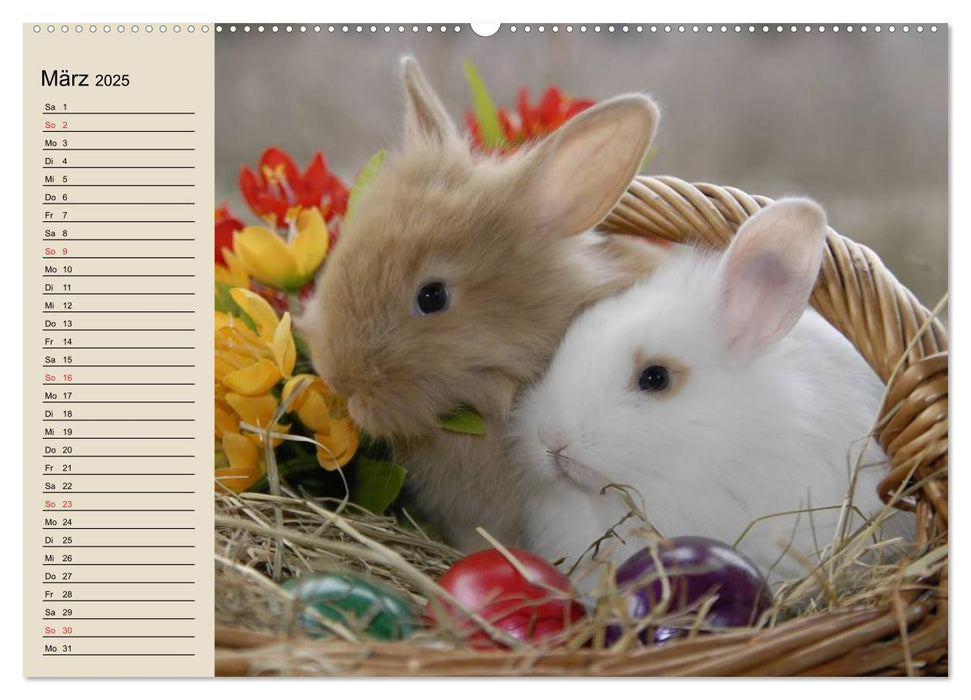 Kaninchen und Hasen (CALVENDO Premium Wandkalender 2025)