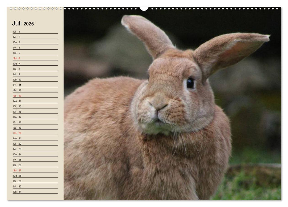 Kaninchen und Hasen (CALVENDO Premium Wandkalender 2025)