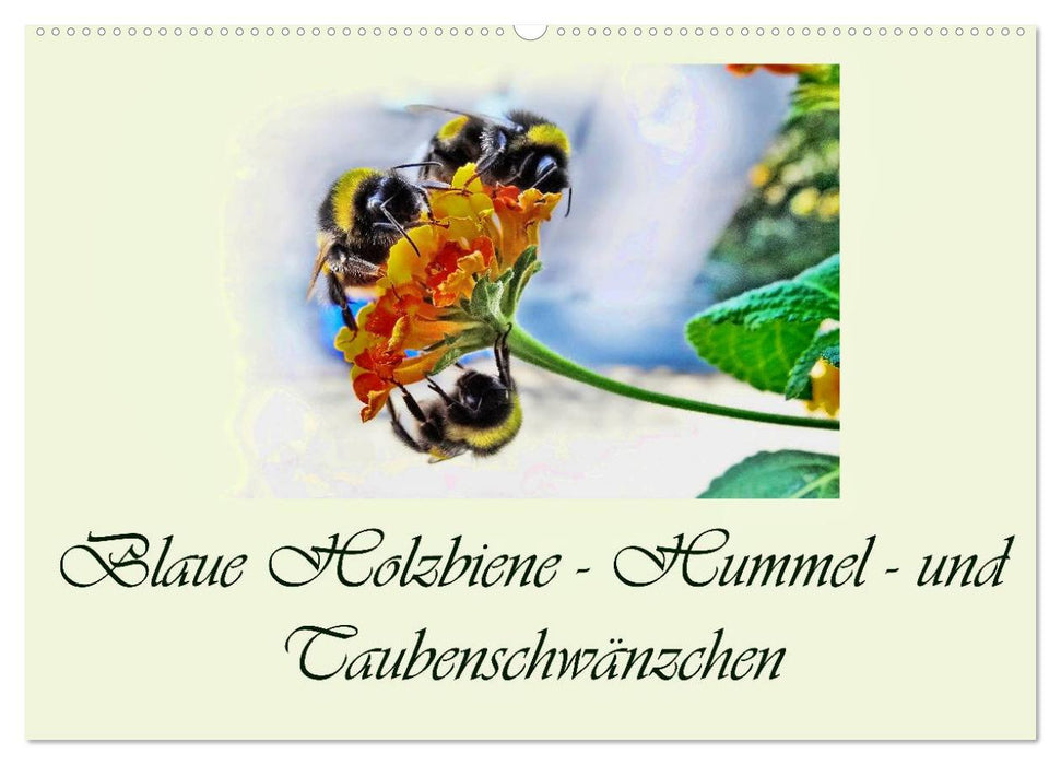 Blaue Holzbiene – Hummel – und Taubenschwänzchen. (CALVENDO Wandkalender 2025)