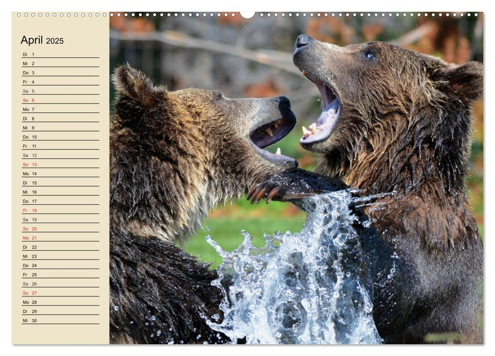 Bären (CALVENDO Premium Wandkalender 2025)