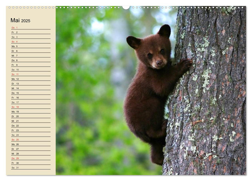Bären (CALVENDO Premium Wandkalender 2025)