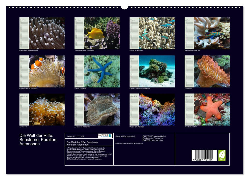 Die Welt der Riffe. Seesterne, Korallen, Anemonen (CALVENDO Premium Wandkalender 2025)