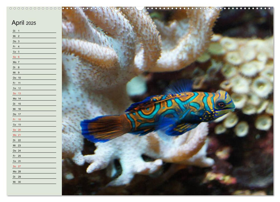 Die Welt der Riffe. Seesterne, Korallen, Anemonen (CALVENDO Premium Wandkalender 2025)