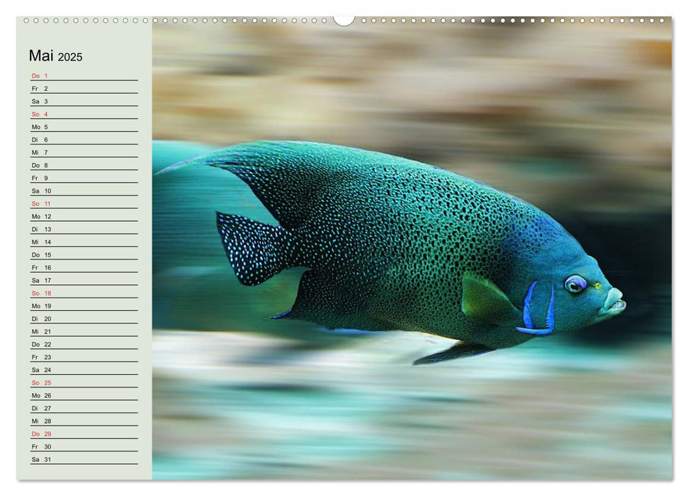 Knallbunte Wasserwelt. Die Welt der Fische (CALVENDO Premium Wandkalender 2025)