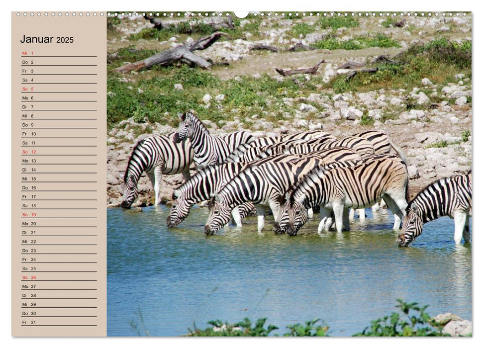 Zebras - Ungezähmte Kraft (CALVENDO Premium Wandkalender 2025)