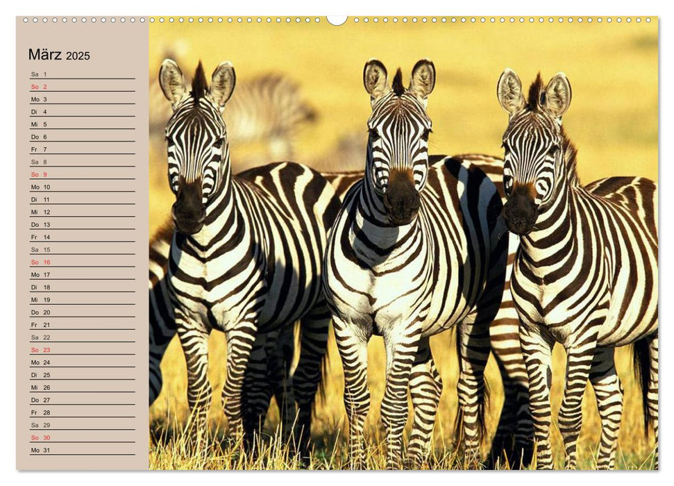 Zebras - Ungezähmte Kraft (CALVENDO Premium Wandkalender 2025)