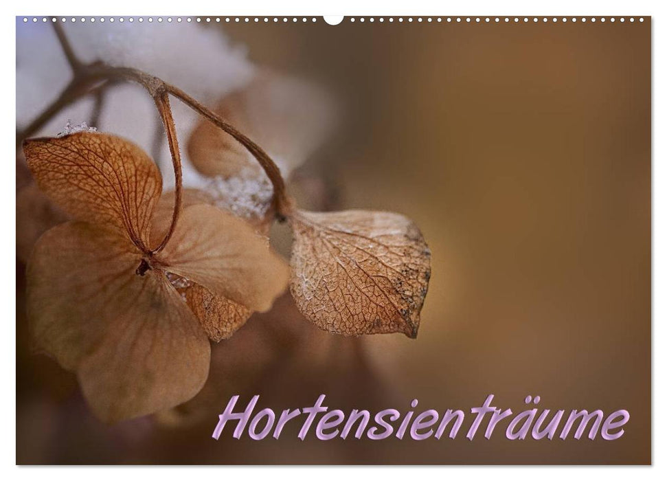 Hortensienträume (CALVENDO Wandkalender 2025)