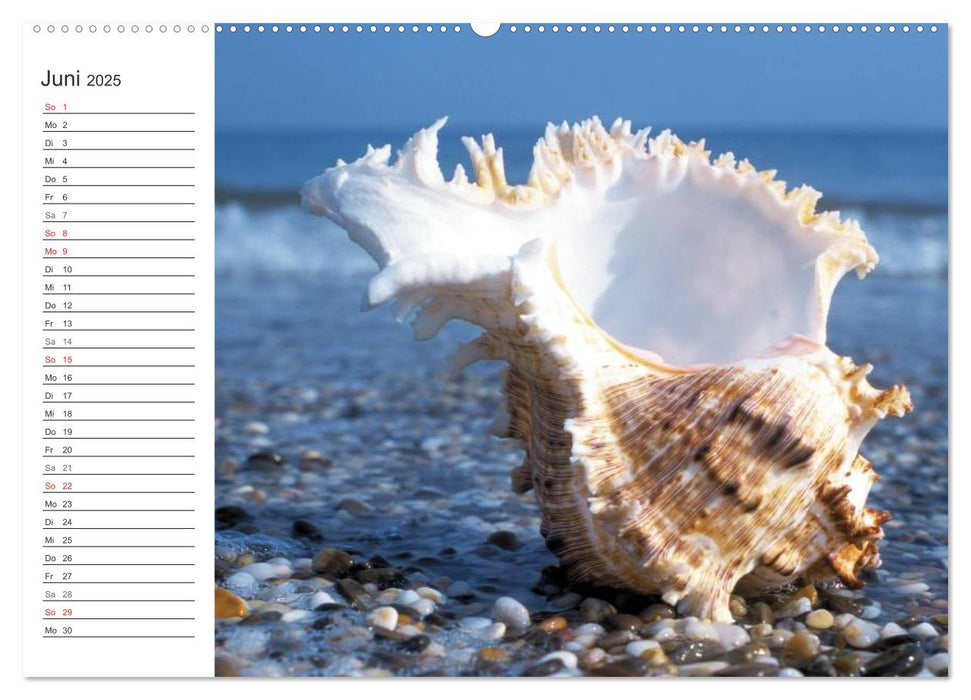 Muscheln und Strand - Sommerträume (CALVENDO Premium Wandkalender 2025)