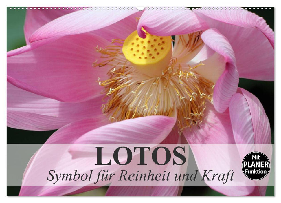 Lotos. Symbol für Reinheit und Kraft (CALVENDO Wandkalender 2025)