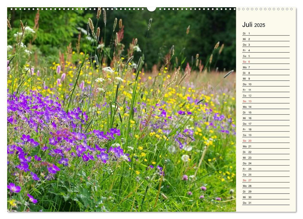 Der Harz - Sagenumwoben und Wildromantisch (CALVENDO Premium Wandkalender 2025)