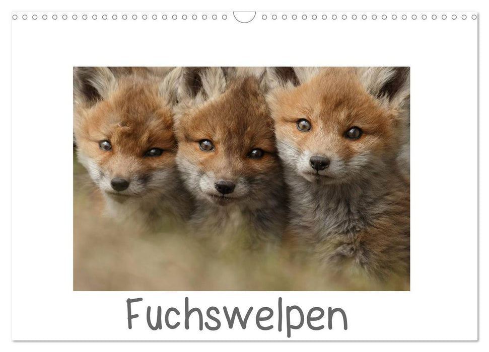 Fuchswelpen (CALVENDO Wandkalender 2025)