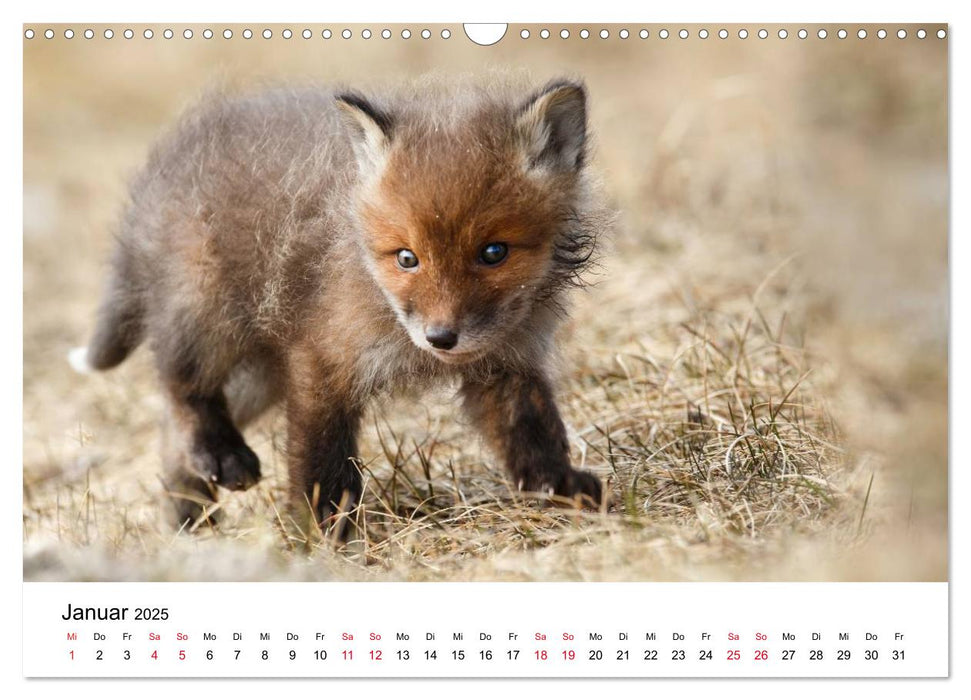 Fuchswelpen (CALVENDO Wandkalender 2025)