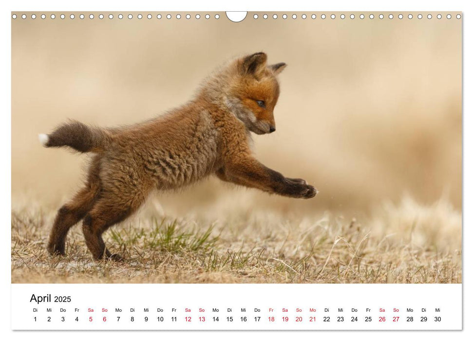 Fuchswelpen (CALVENDO Wandkalender 2025)