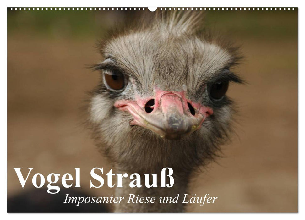 Vogel Strauß. Imposanter Riese und Läufer (CALVENDO Wandkalender 2025)