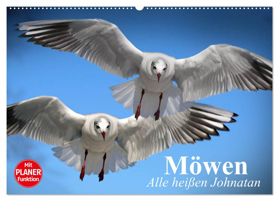 Möwen. Alle heißen Johnatan (CALVENDO Wandkalender 2025)