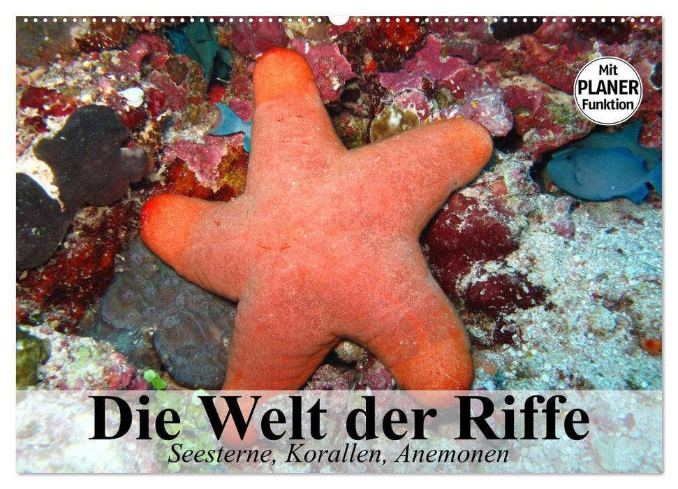 Die Welt der Riffe. Seesterne, Korallen, Anemonen (CALVENDO Wandkalender 2025)