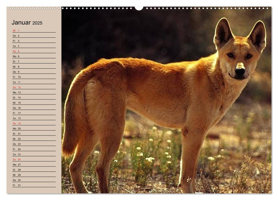 Australiens Tierwelt (CALVENDO Premium Wandkalender 2025)