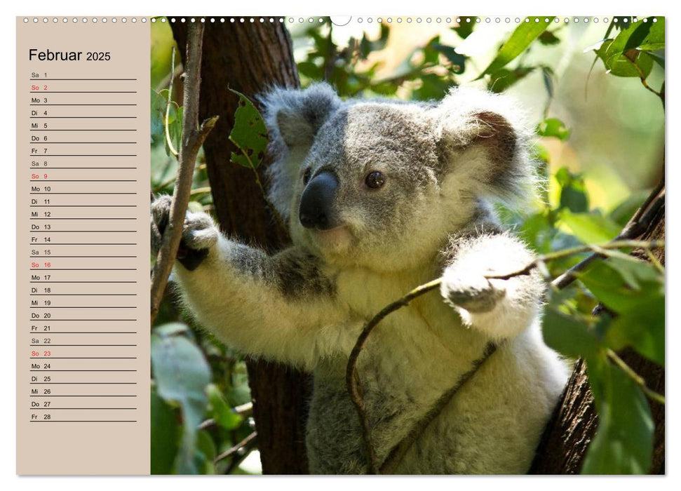 Australiens Tierwelt (CALVENDO Premium Wandkalender 2025)