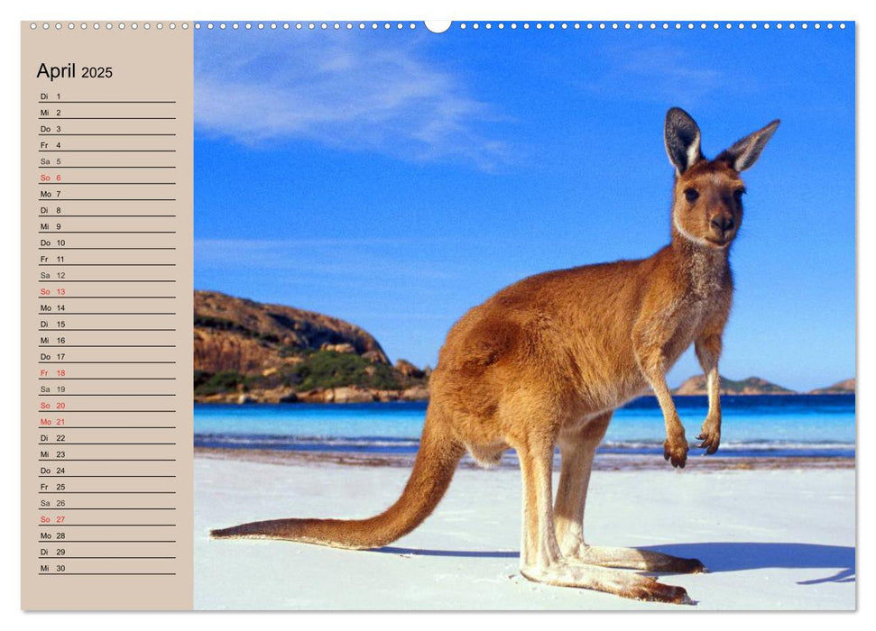 Australiens Tierwelt (CALVENDO Premium Wandkalender 2025)