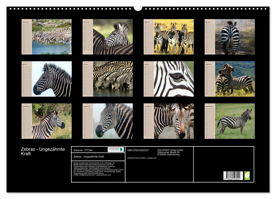 Zebras - Ungezähmte Kraft (CALVENDO Wandkalender 2025)