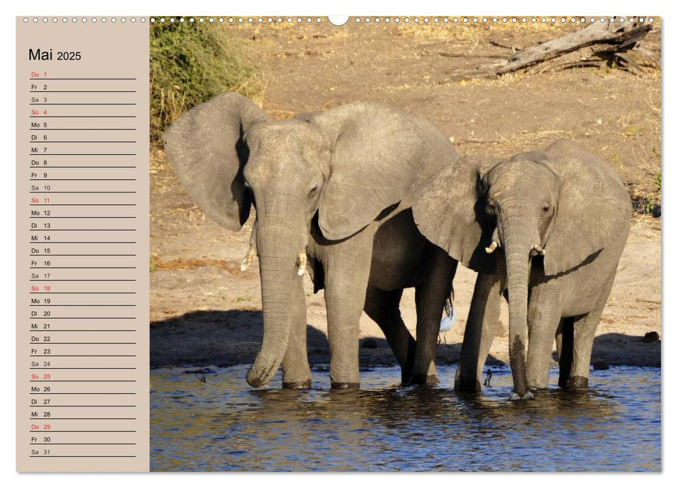 Elefanten in freier Wildbahn (CALVENDO Wandkalender 2025)