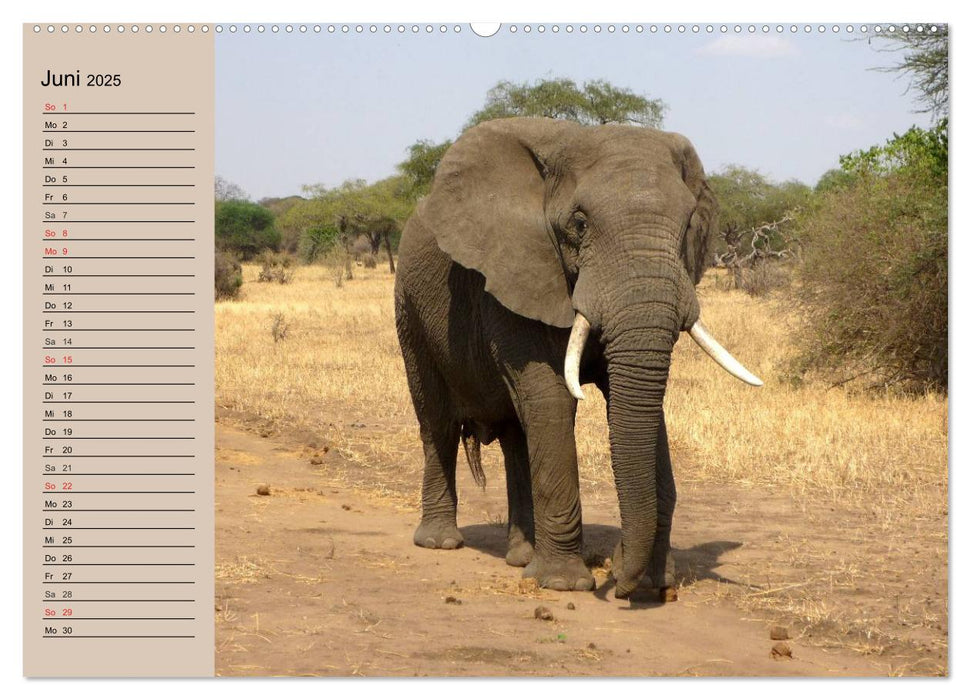 Elefanten in freier Wildbahn (CALVENDO Wandkalender 2025)