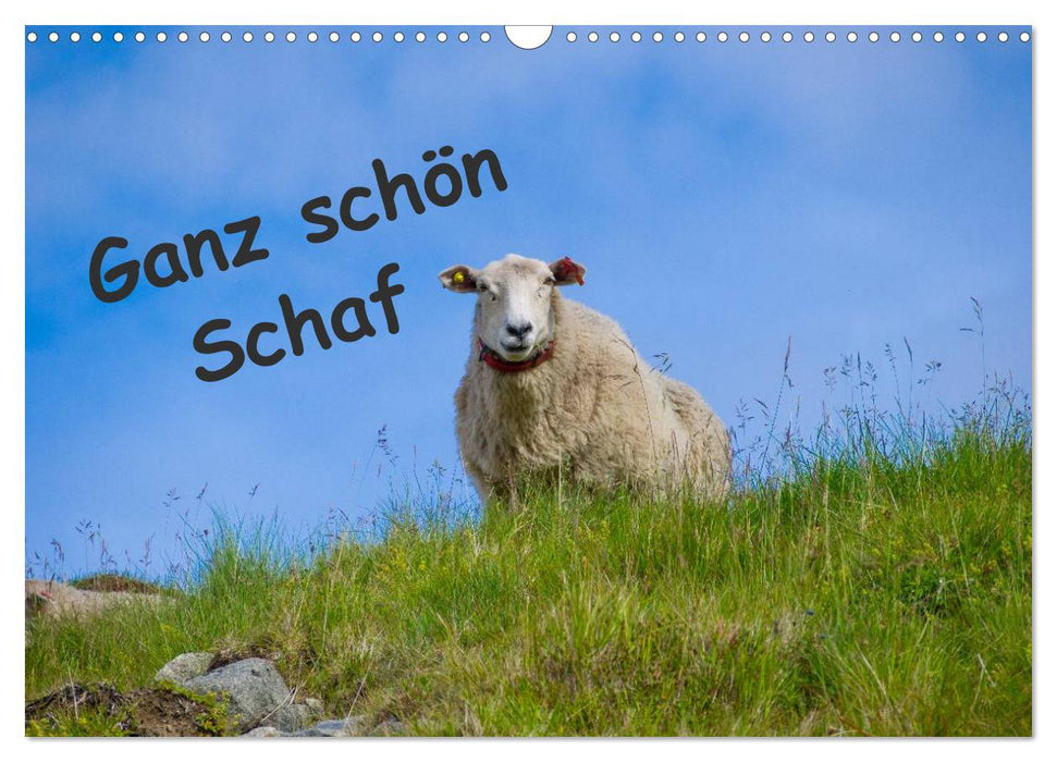 Ganz schön Schaf (CALVENDO Wandkalender 2025)