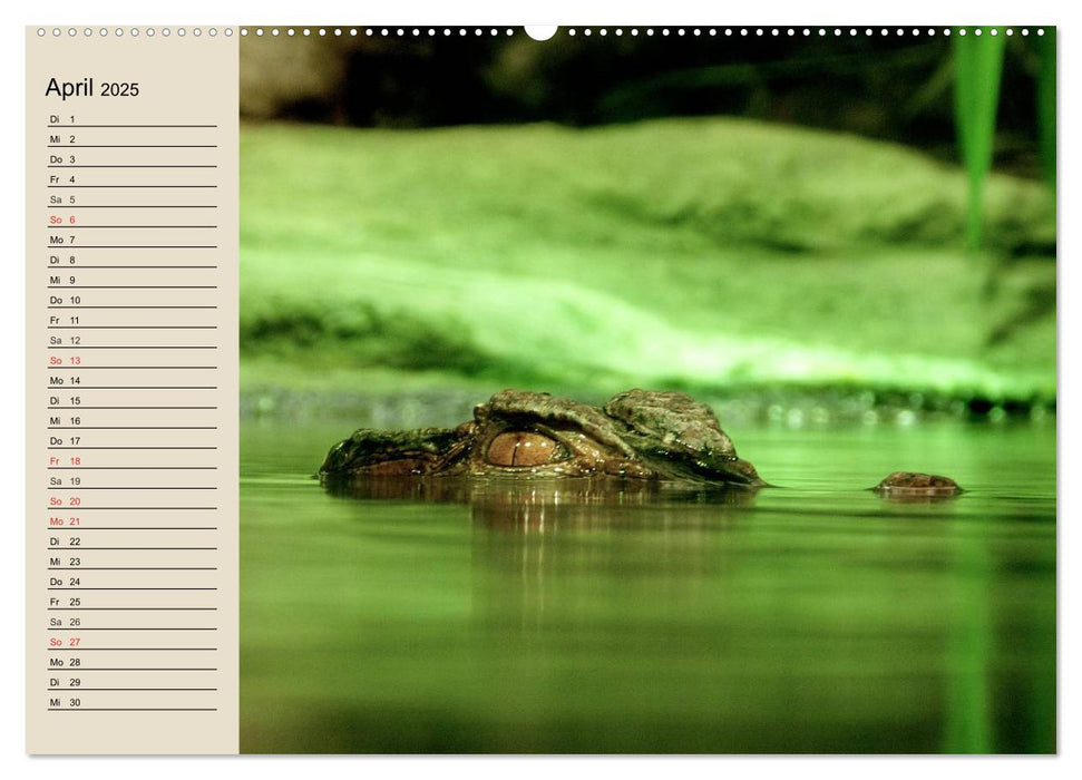 Regenwald. Tiere im Dschungel (CALVENDO Premium Wandkalender 2025)