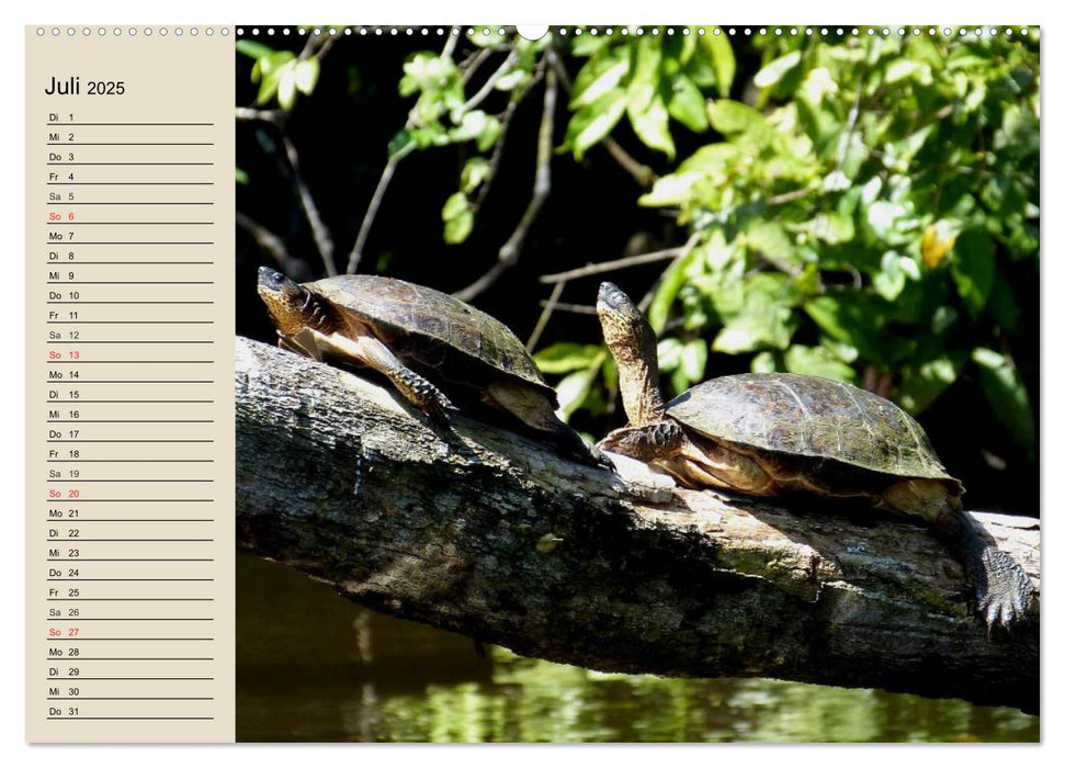 Regenwald. Tiere im Dschungel (CALVENDO Premium Wandkalender 2025)