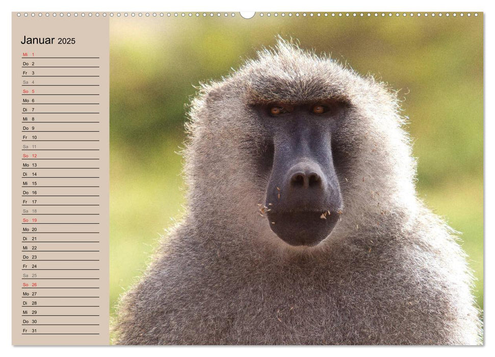 Affen in Afrika (CALVENDO Wandkalender 2025)