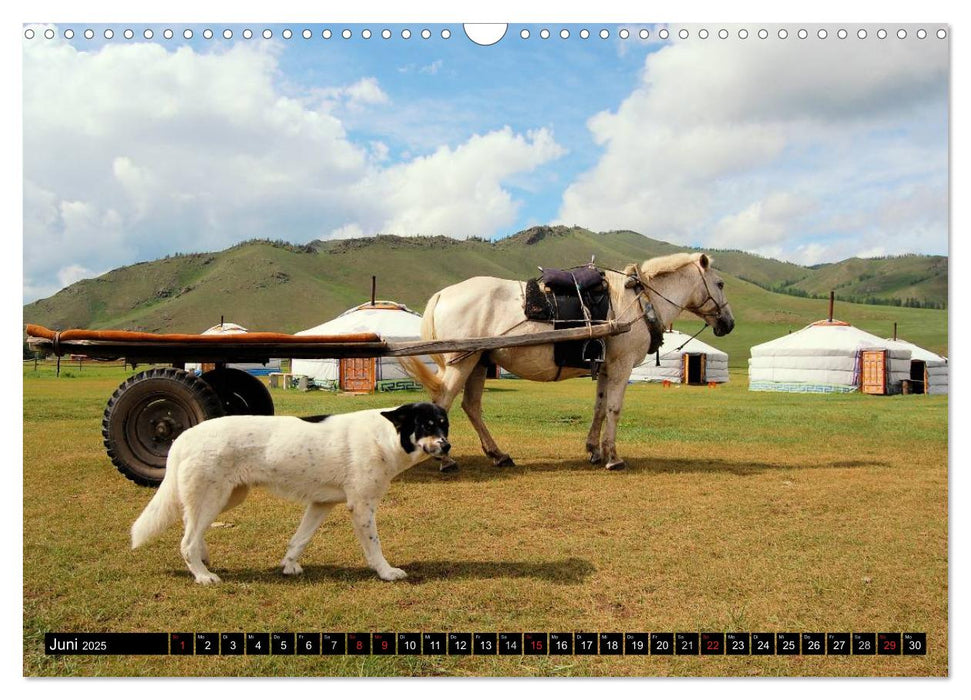 Hunde aus aller Welt (CALVENDO Wandkalender 2025)