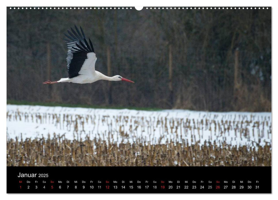 Ein Jahr bei den Störchen (CALVENDO Premium Wandkalender 2025)