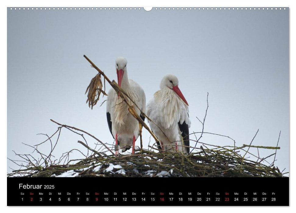 Ein Jahr bei den Störchen (CALVENDO Premium Wandkalender 2025)