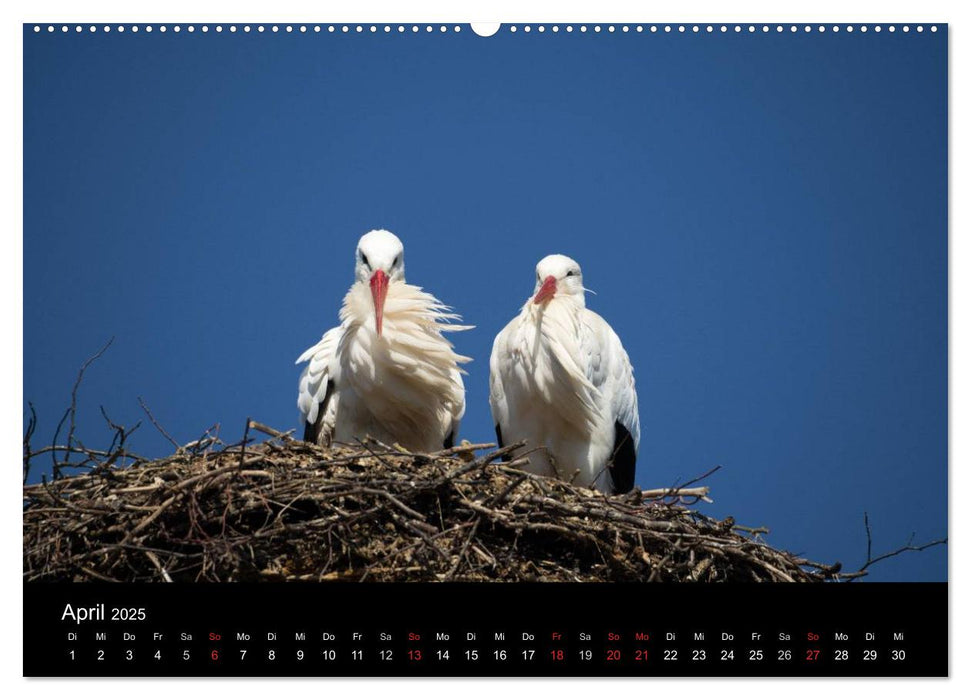 Ein Jahr bei den Störchen (CALVENDO Premium Wandkalender 2025)